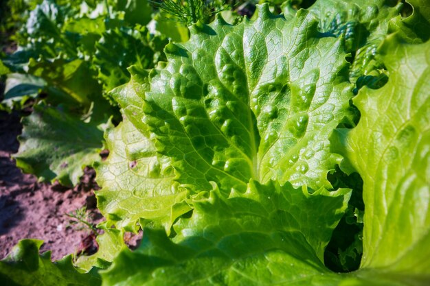 Tallo y hojas de lechuga en primer plano en la granja Cultivos de alimentos naturales frescos verdes Concepto de jardinería Plantas agrícolas que crecen en lechos de jardín