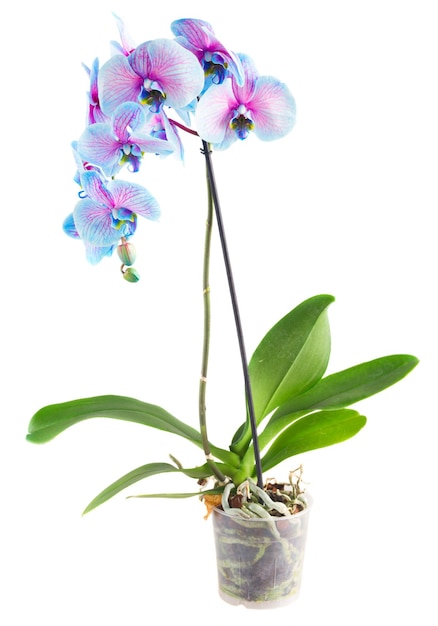 Foto tallo de orquídeas azules