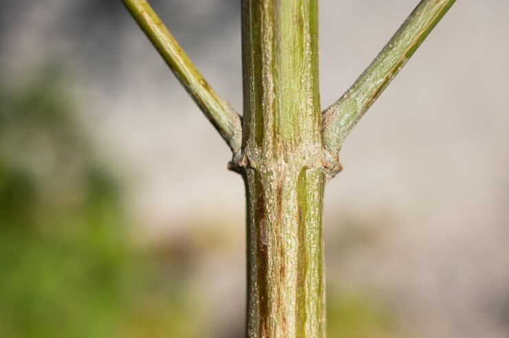 Foto tallo de una planta de cannabis