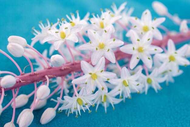 Tallo de planta cubierto de flores blancas se encuentra sobre una toalla de tela azul turquesa, concepto de verano