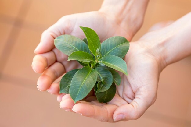 Tallo de la planta ofrecido por las manos desnudas