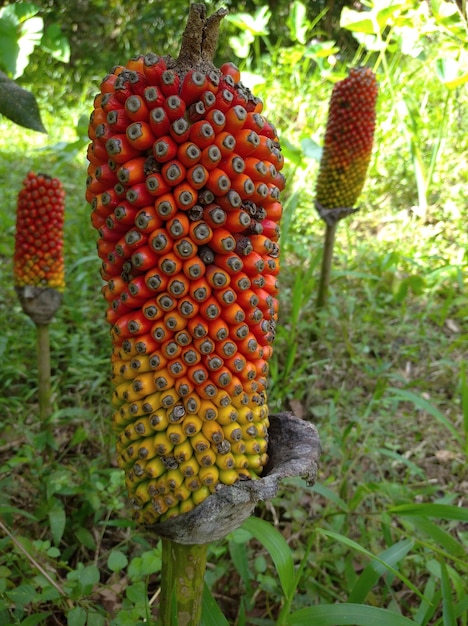 El tallo de las semillas de Amorphophallus bulbifer exótico