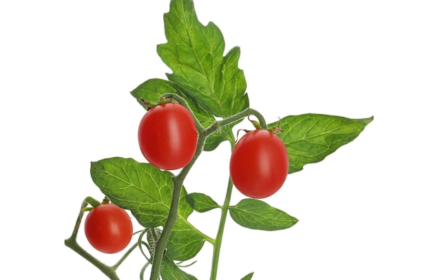 Foto tallo con tomates cerezos maduros y hojas aisladas en blanco