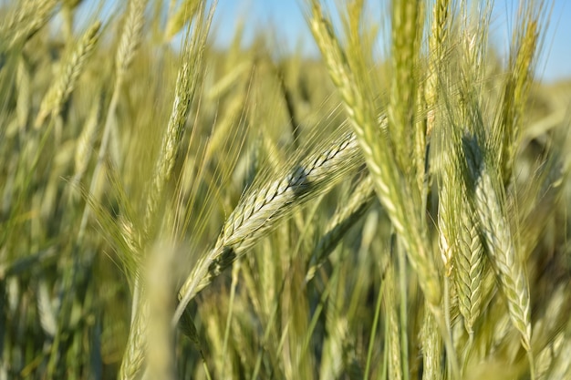 Tallo de trigo de cerca, cultivo de cerca