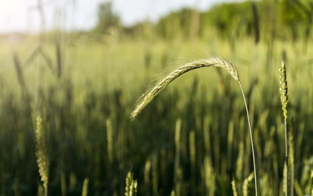 Tallo de trigo verde en el campo