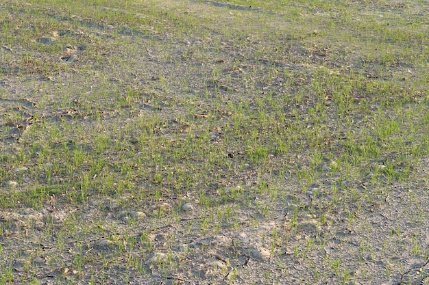 Tallos de arroz en el suelo seco agrietado