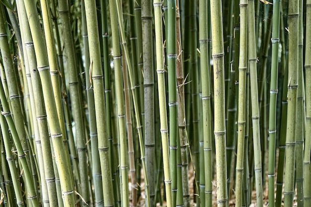 Tallos de bambú delgados en un bosque verde bajo la luz del sol