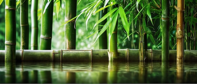 tallos de bambú gruesos en el agua