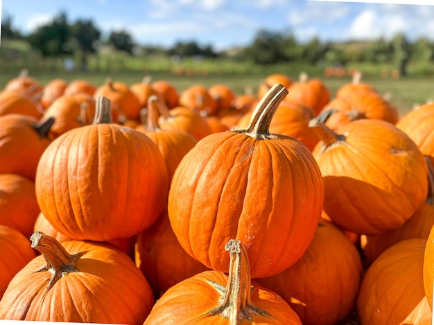 Los tallos de calabazas en el campo durante el tiempo de la cosecha en otoño preparación de Halloween granja estadounidense