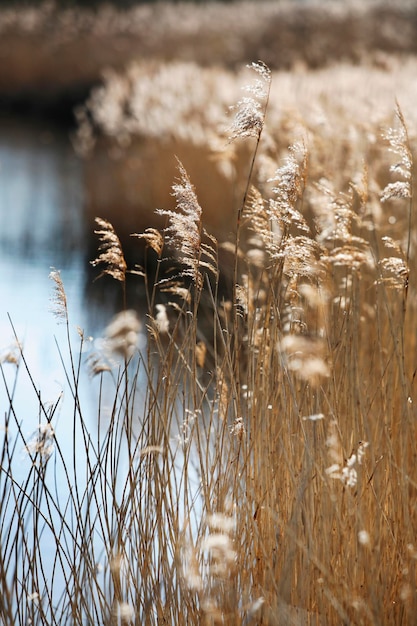 Tallos de caña altos y cabezas de semillas plumosas que crecen en aguas poco profundas en fenland