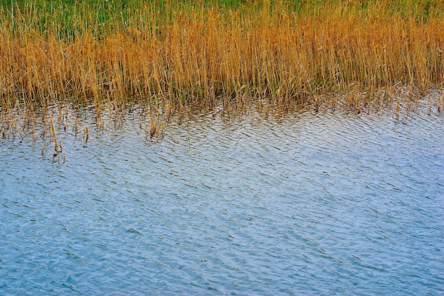 Los tallos de hierba amarilla seca se cierran en la orilla detrás del lago o detrás del estanque