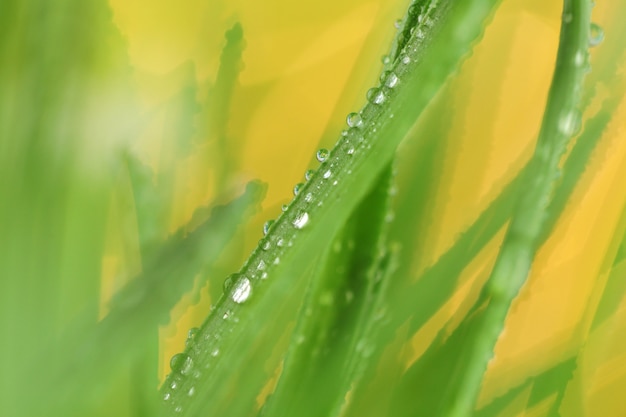 Tallos de hierba con gotas de agua.