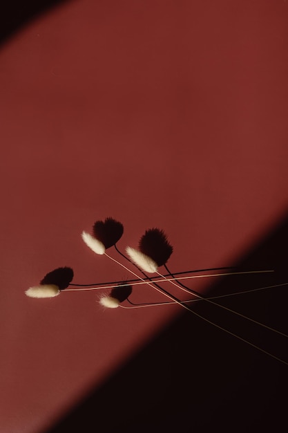 Foto tallos de hierba secos de cola de conejo en fondo de color rojo con espacio de copia reflexiones de sombras de luz solar cálida silueta simplicidad minimalista colocación plana estética vista superior composición floral