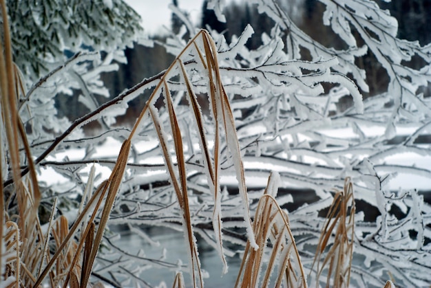 Foto tallos de juncia seca de invierno con el telón de fondo de ramas heladas en la orilla del río