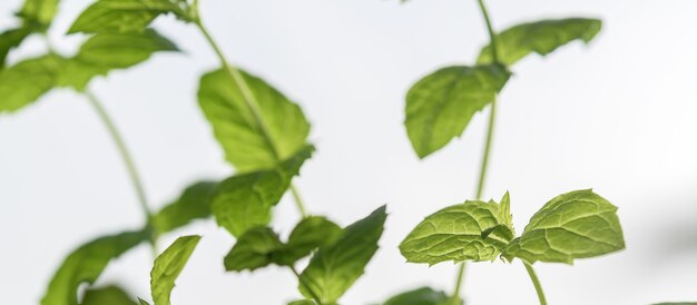 Tallos de menta verde