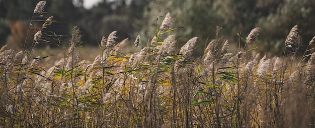 Los tallos secos de cañas en el estanque se mecen con el viento en un día de otoño