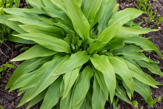 Tallos verdes de Allium ursinum en primavera Ajo de oso Plantas medicinales en el jardín