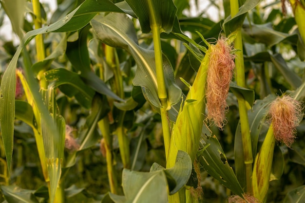 Foto los tallos verdes de maíz están haciendo estallar las orejas