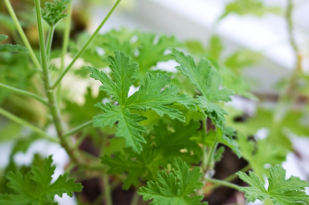 Tallos verdes de la planta casera de cerca