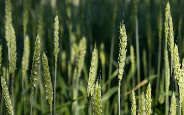 Talo de trigo verde no campo