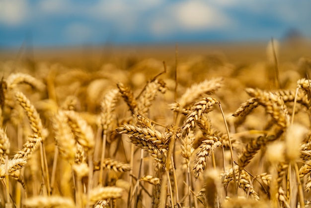 Talos de trigo curvo amadurecem no sol no verão no campo