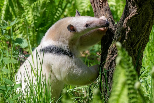 Tamandua del sur en rama Tamandua tetradactyla