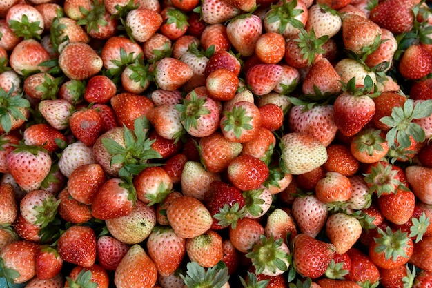 Tamaño mixto rojo fresco de fresa en su montón