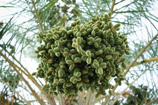 Tâmaras verdes em uma palmeira