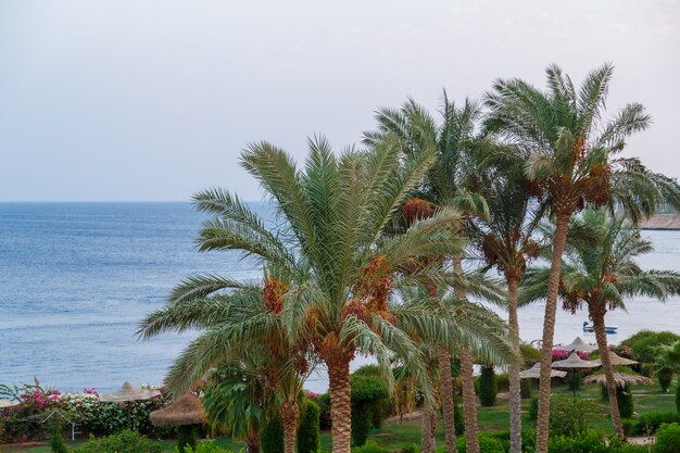 Tamareiras com frutas no contexto de um céu azul claro e um mar calmo. Foto horizontal