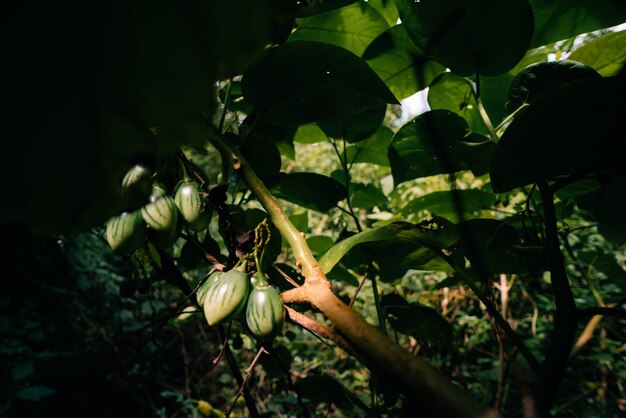 El Tamarillo verde Solanum betaceum es un pequeño árbol o arbusto de la familia de las plantas con flores