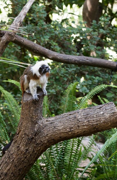 Tamarin ist der kleinste Affe