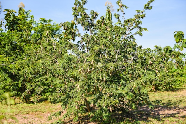 Tamarindenbaum, reife Tamarindenfrucht auf Baum mit Blättern im Sommerhintergrund, tropischer Garten der Tamarindenplantage landwirtschaftlicher Bauernhof-Obstgarten