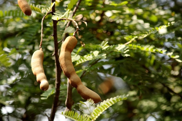 Tamarindenfrüchte hängen am Baum