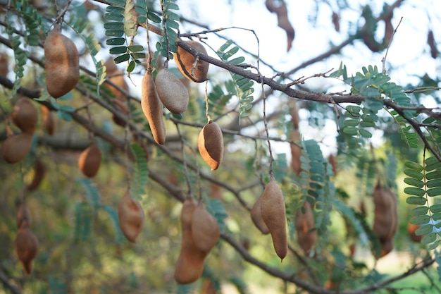 Tamarindenfrüchte hängen am Tamarindenbaum