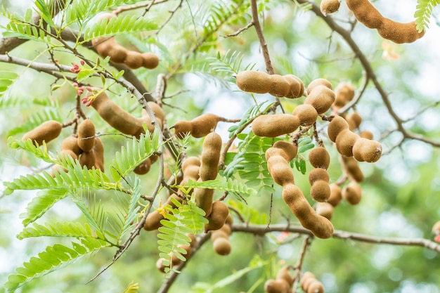 Tamarindo frutas en el árbol