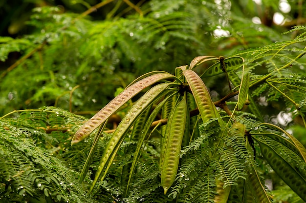 Tamarindo de río Leucaena leucocephala con fondo verde borroso