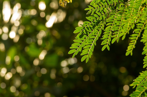 Tamarindo de río Leucaena leucocephala hojas verdes con fondo bokeh