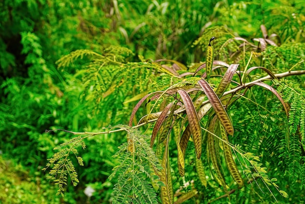 Tamarindo de río o localmente llamado petai belalang