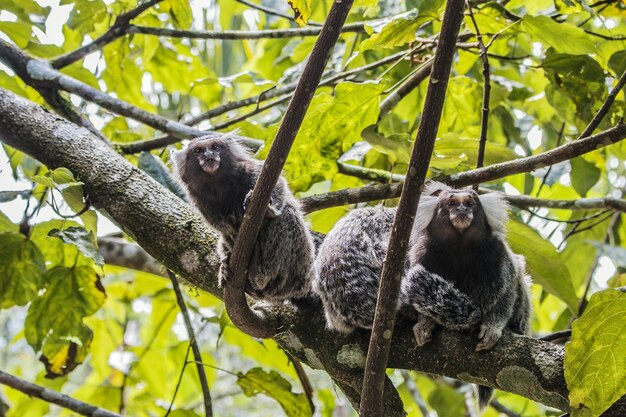 Foto tamarine auf einem baum im wald