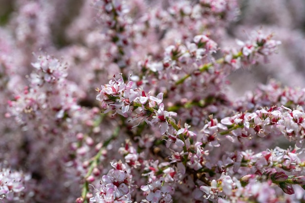 Tamarix blüht rosa Tamariske Nahaufnahme blühender Baum Salzzeder Taray Makrofoto