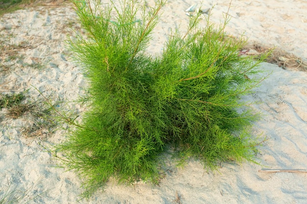 Tamarix dioica ist ein immergrüner Strauchbaum, der in einem Tamarix dioica-Strauchgrünbaumsämlings-Weihnachtsbaum im grünen und frischen Hintergrund der Natur angeordnet ist