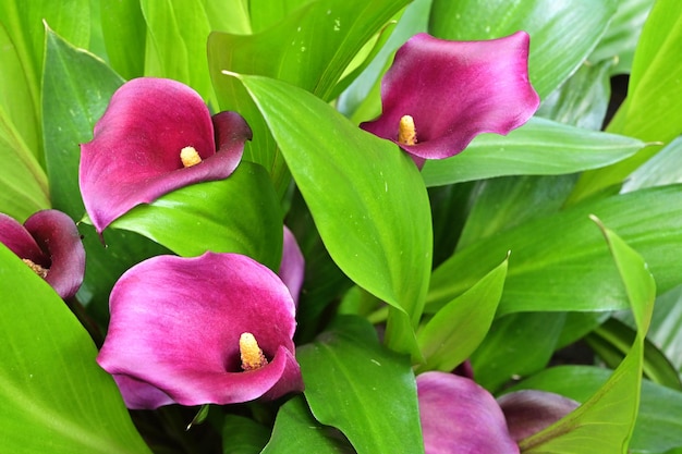 Também conhecido como arum ou calla lily, as flores e folhas coloridas de Zantedeschia e cultivares são muito valorizadas e comumente cultivadas como plantas ornamentais