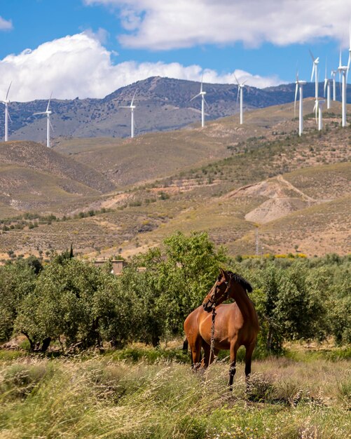 También los aerogeneradores embellecen el paisaje de nuestros campos pero contrastan evidentemente con el caballo natural comiendo en primer plano