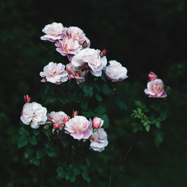 Tambores distantes se levantaron en el jardín una rara belleza rosas rosadas en la oscuridad