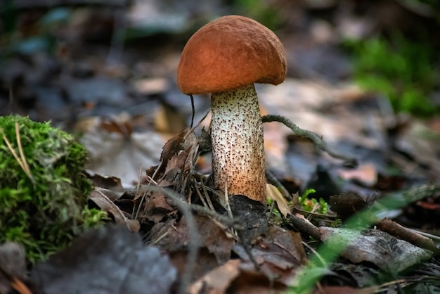 Tampa laranja Boletus edulis na floresta