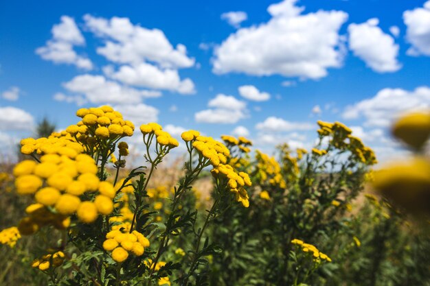 Tanacetum vulgare contra o céu azul brilhante