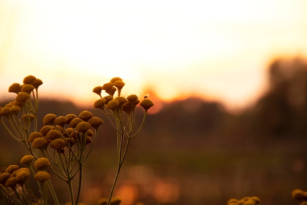 Tanacetum vulgare tanaceto común botones dorados flores amarillas al aire libre a la luz del sol poniente
