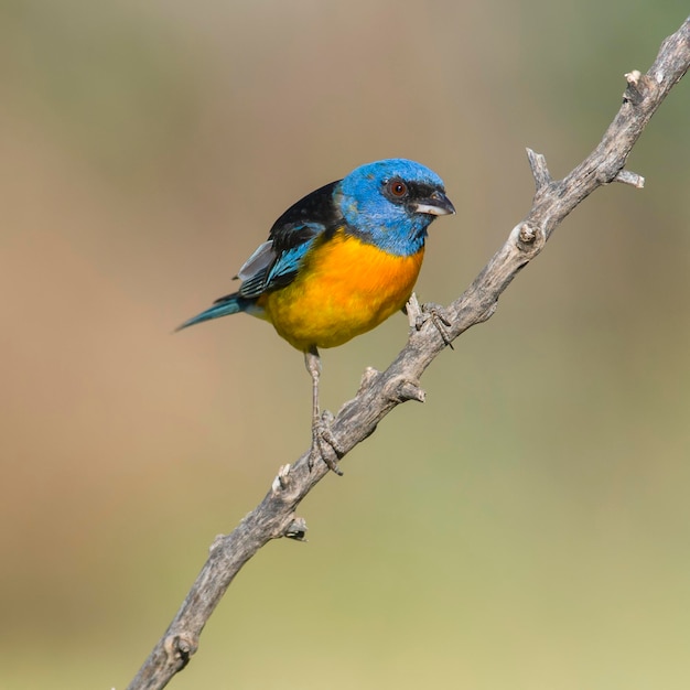 Tanager azul y amarillo Thraupis bonariensis Bosque de Calden La Pampa Argentina