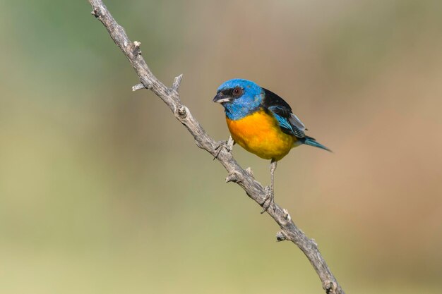 Foto tanager azul y amarillo thraupis bonariensis bosque de calden la pampa argentina