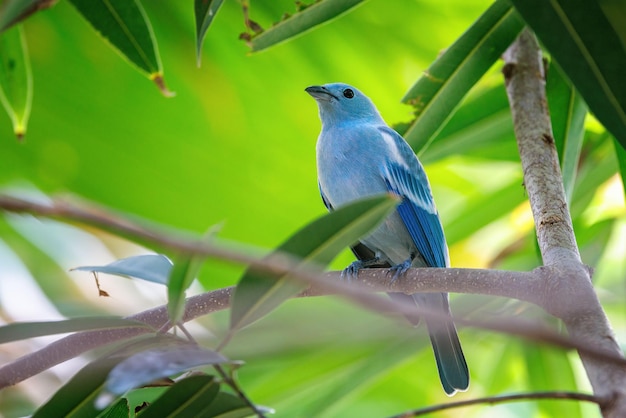 Tanager cinza-azulado empoleirado em um galho Endêmico da América Central e do Sul tropical e subtropical